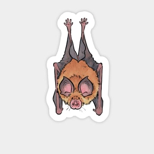 Lesser horseshoe bat Sticker